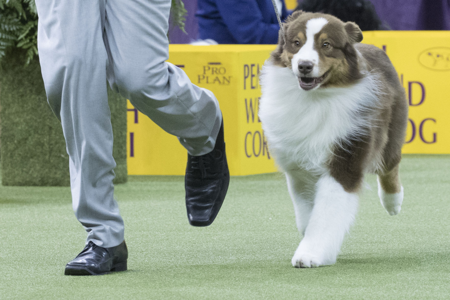 17. Australian shepherd